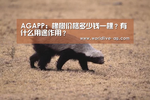 AGAPP:橡树价格多少钱一棵?有什么用途作用?(图1) AGAPP:橡树价格多少钱一棵?有什么用途作用?(图1)